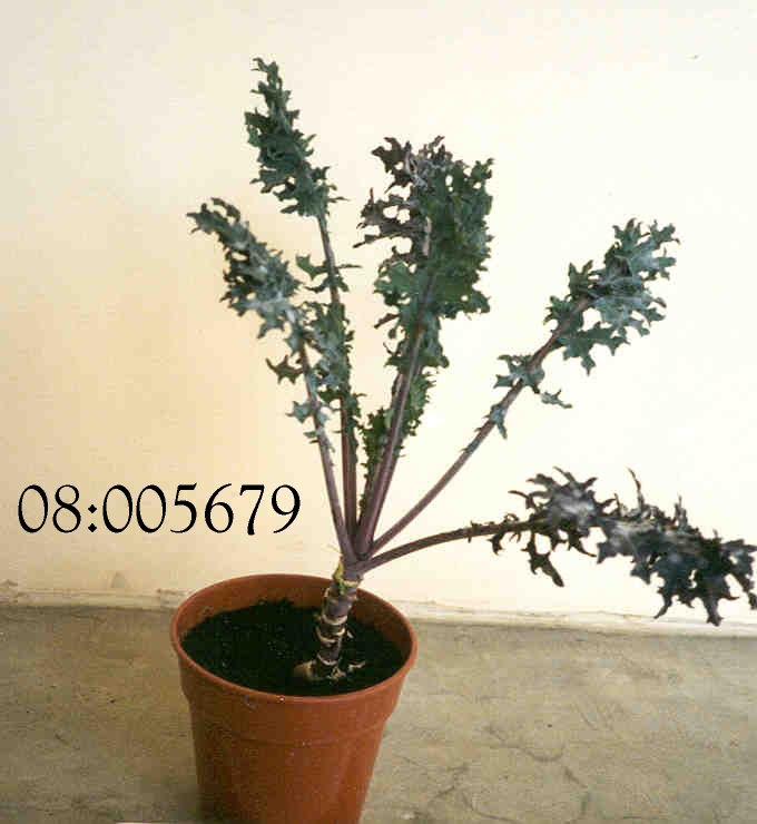 PLANT